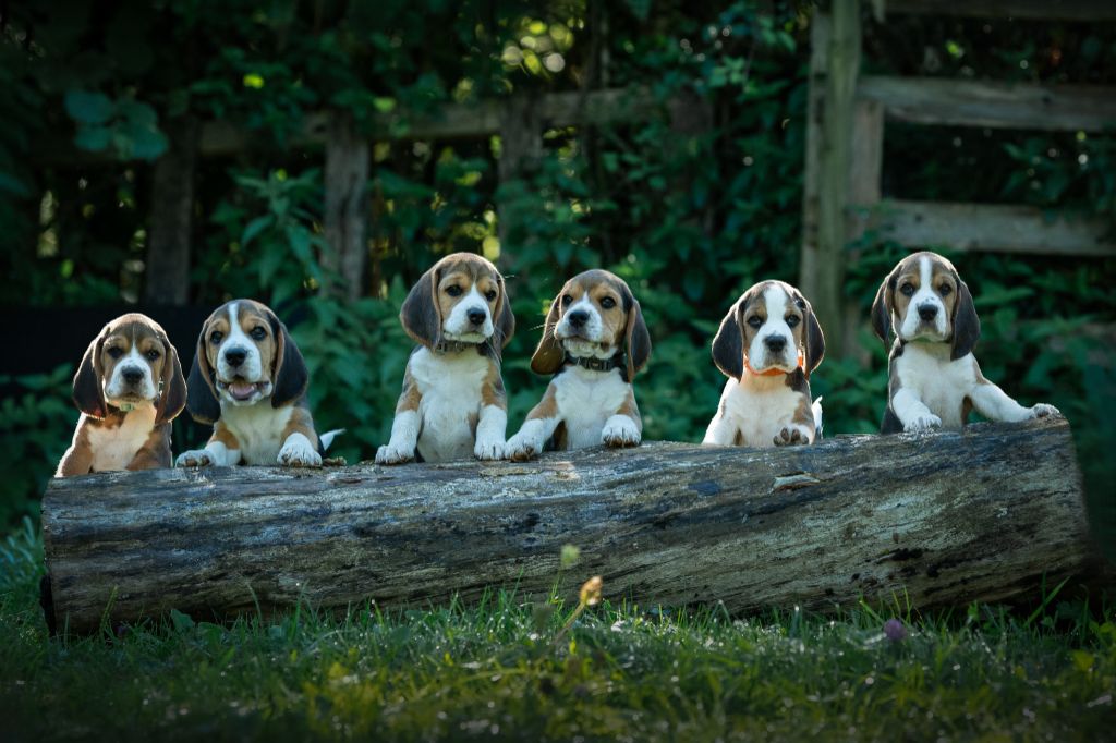 chiot Beagle Of Koda'island